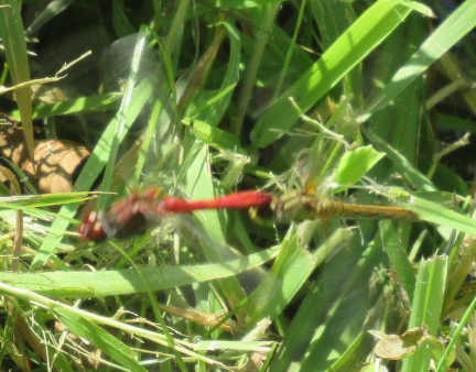 Red and Yellow Damselflies
