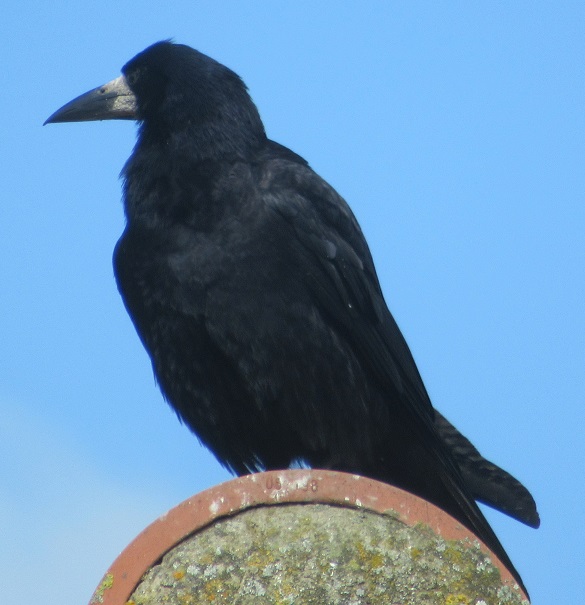 A rook in Crowland