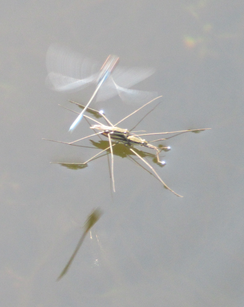 Damselfly flying above Water Scorpion in Crowland, Lincolnshire